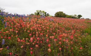 D-0151 Wildflowers, Texas Hill Country 