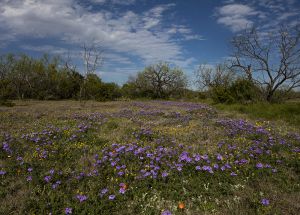 D-0155 Wild Flowers, Texas Hill Country 