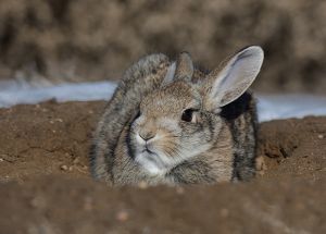 B-0548 Cottontail Rabbit 