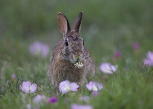 B-0100 Cottontail Rabbit 