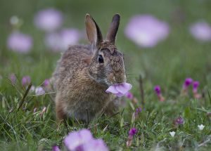 B-0101 Cottontail Rabbit 