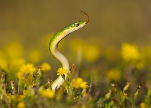 D-0144 Green Grass Snake 