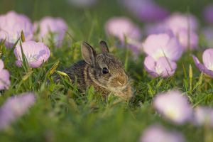 B-0139 Baby Cottontail Rabbit 
