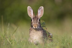 B-0140 Cottontail Rabbit 