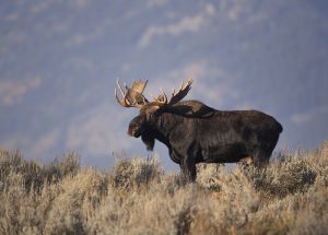 B-0220 Bull Moose  