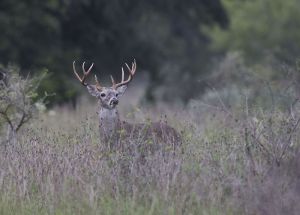 B-0224 Whitetail Buck  
