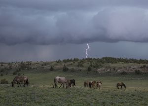 B-0229 Wild Mustangs & Lightning  