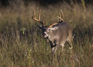 B-0231 Whitetail Buck   