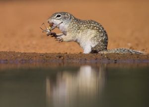 B-0322 Mexican Ground Suirrel 