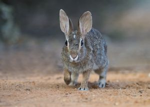 B-0323 Cottontail Rabbit 