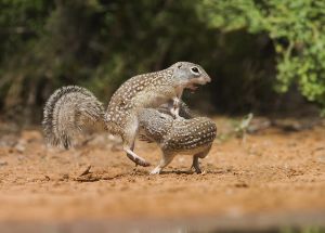 B-0328 Mexican Ground Squirrels 