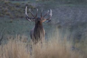 B-0553 Bull Elk 