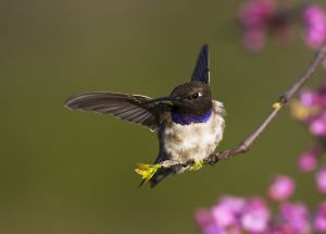 A-1339 Black-chinned Hummingbird 