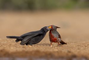Pyrrhuloxia feeding Baby Cowbird  