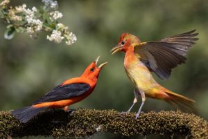 Scarlet Tanager & Summer Tanager  