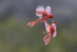 Northern Cardinal, Cardinalis cardinalis in Flight  