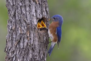 Eastern Bluebirds   