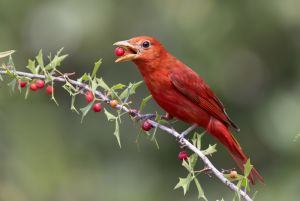 Summer Tanager  