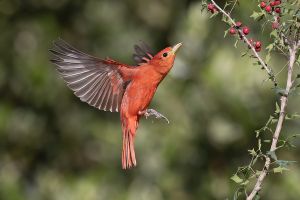 Summer Tanager  