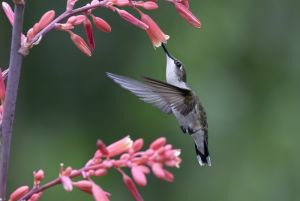 Female Ruby-throated Hummingbird  