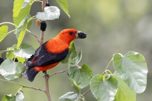 Scarlet Tanager  