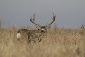 B-0819 Mule Deer Buck  