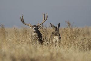 B-0569 Mule Deer Buck & Doe 
