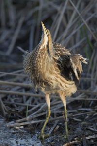 A-1962 American Bittern 