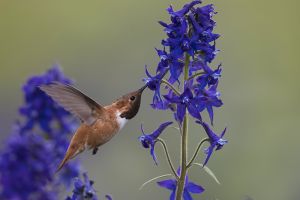 A-1664 Rufous Hummingbird 