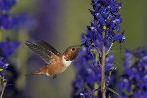 A-1667 Rufous Hummingbird   