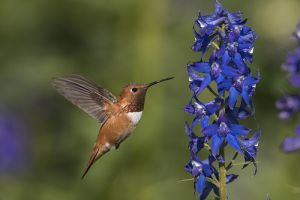 A-1675 Rufous Hummingbird  