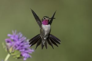 A-1984 Broad-tailed Hummingbird  