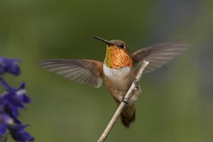 A-1682 Rufous Hummingbird  