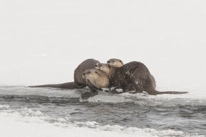 B-0635 River Otters 