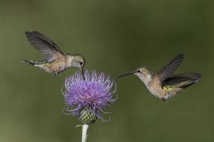 A-1690 Broad-tailed Hummingbirds-Female 