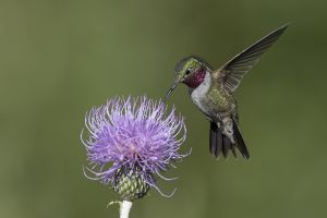 A-1692 Broad-tailed Hummingbird 