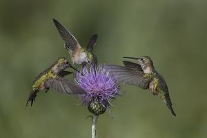 A-1695 Broad-tailed Hummingbirds-Female 