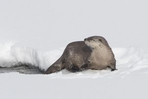 B-0653 River Otter 