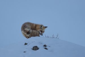 B-0674 Red Fox 