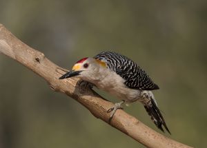 A-1705 Golden-fronted Woodpecker 