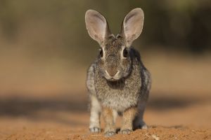 B-0676 Cottontail Rabbit 