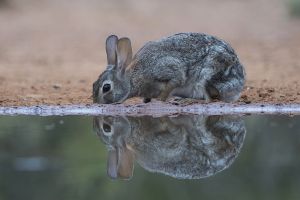 B-0677 Cottontail Rabbit 