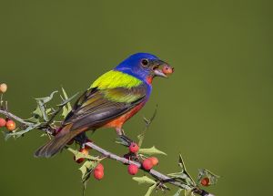 A-1991 Painted Bunting  