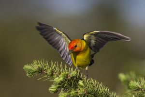 A-1996 Western Tanager  