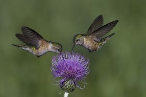 A-1758 Broad-tailed Hummingbirds- Females 