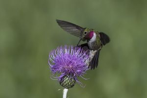 A-1777 Broad-tailed Hummingbird 