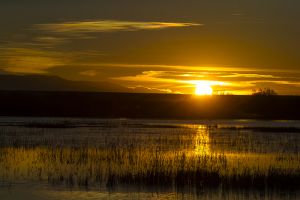 C-0535 Sunrise, Bosque Del Apache N.W.R., New Mexico 
