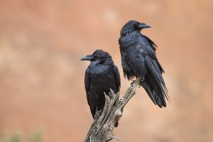A-1813 Common Ravens 
