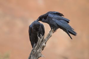 A-1814 Common Ravens 