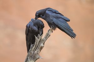 A-1815 Common Ravens 